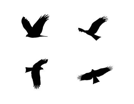 Eagle various flying Formation poses. Black clean plain Illustration.のイラスト素材