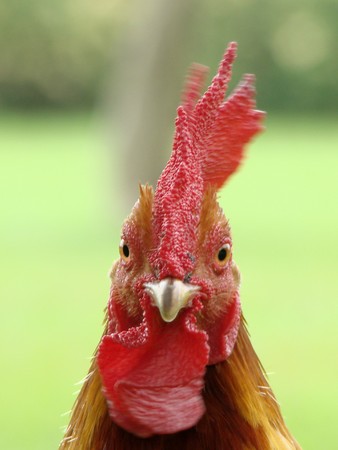 Cock in Sanam Chan,Nakorn Pathom,Thailandの写真素材
