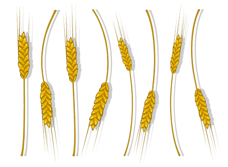 Spikes of wheat, barley or rye are woven into one bundle. Vector illustration icon, a symbol of the farm, crops gathered new crop. Illustration for your projects.のイラスト素材