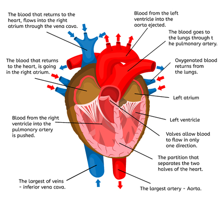 Organ Animation - Human Digestive System With Annotated Organs Motion