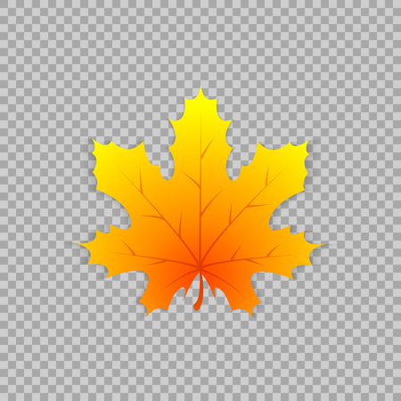 Maple leaf in a realistic style on transparent background, isolated object.のイラスト素材
