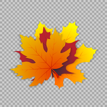 Maple leaf in a realistic style on transparent background, isolated object. Vector illustration, botanical element of autumn dry leaf for your projects.のイラスト素材