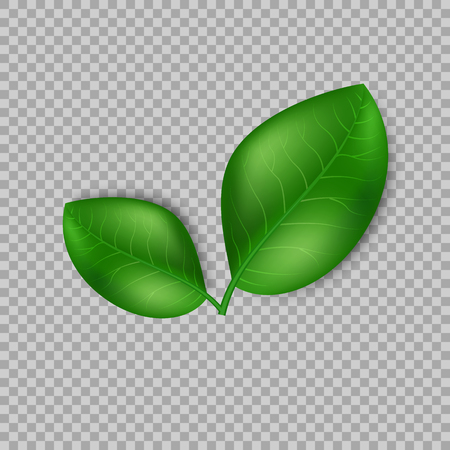 Leaves design elements. Green sprout green leaves symbol vector concept on transparent background. Ecological theme. Greenery. Vector Illustration.のイラスト素材