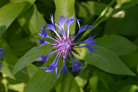 blue cornflower close-up in the garden