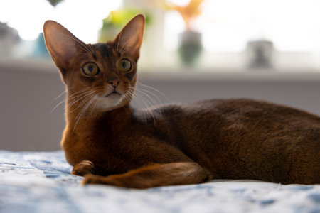 Abyssinian cat lies on the bed and looks with interest Abyssinian young catの写真素材