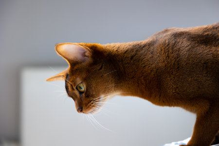 Portrait of a domestic cat. Young brown-red Abyssinian cat. Photo from the sideの写真素材