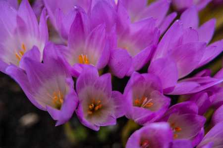 Crocus background. Autumn crocus, meadow saffron or naked ladyの写真素材