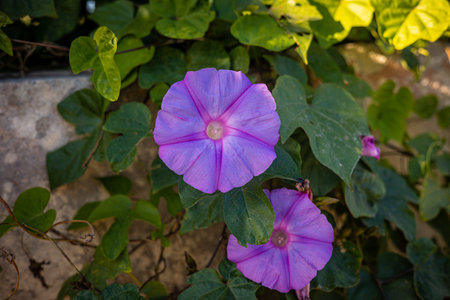 Ipomoea purple. Outdoor plants on the island of Malta.の写真素材