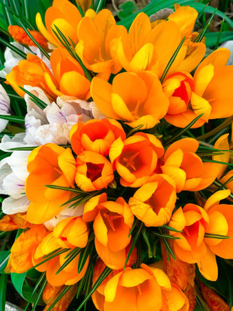 Yellow tulips in a flower bed in the city gardenの写真素材