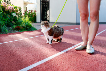 photo shows young woman walking her cat leash along red treadmill tricolor cat looks around curiously woman wearing shorts ballet flatsの写真素材