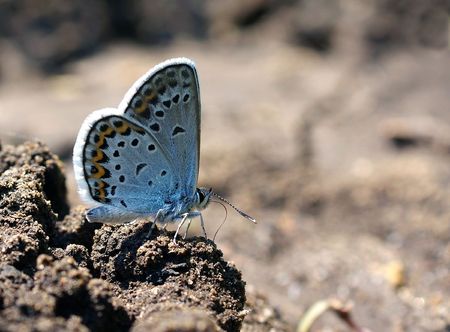 Butterfly の写真素材