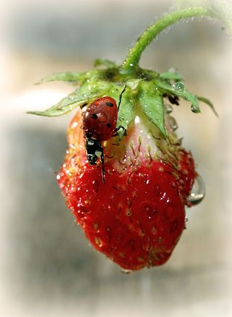 Summer の写真素材