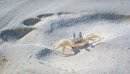 Crabの写真素材