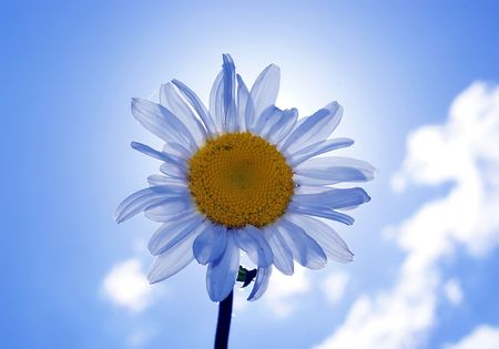 Camomileの写真素材