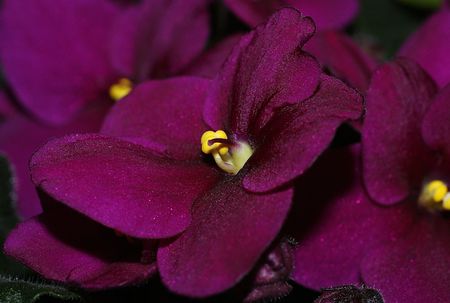 Flower の写真素材