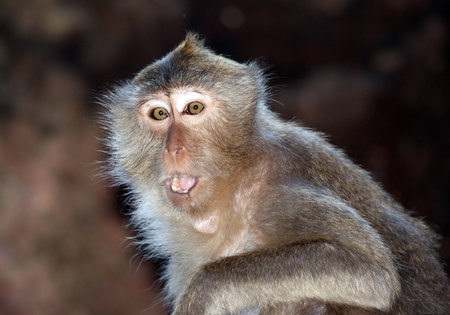 monkeyの写真素材