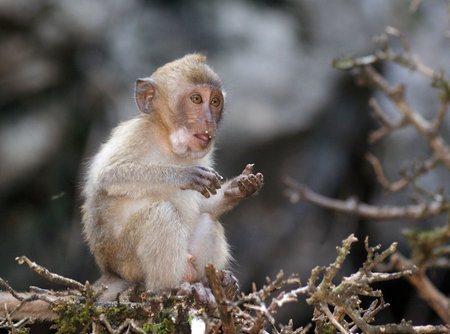 monkeyの写真素材