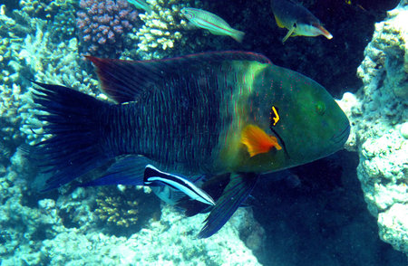   The underwater world                             の写真素材