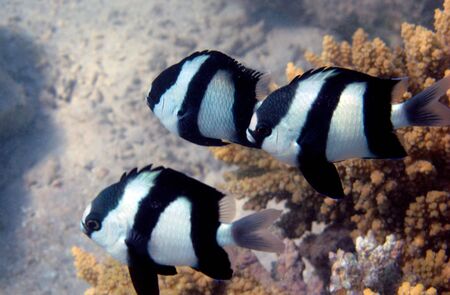      The underwater world                                の写真素材