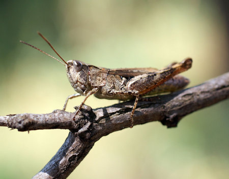 Grasshopper 