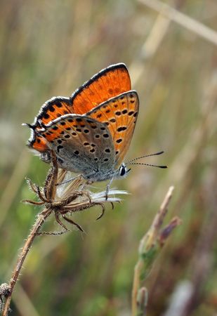 Butterfly                         の写真素材