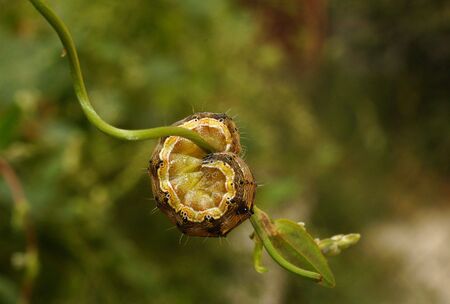 Caterpillar                  の写真素材