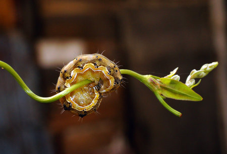 Caterpillar                       の写真素材