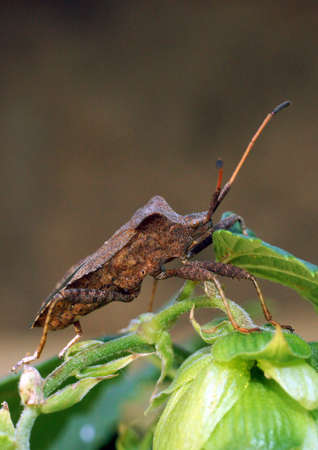 Bug                      の写真素材