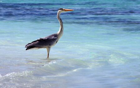 Heron on an ocean coast                     の写真素材