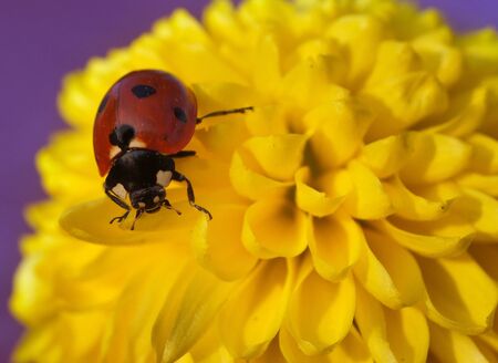 Ladybug on a dandelion の写真素材
