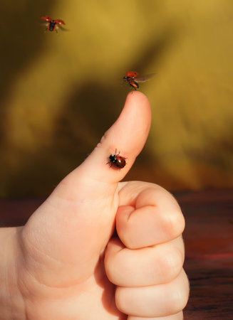 The chronicle of a flying-up ladybug