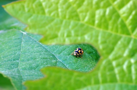 Insects in the natureの写真素材