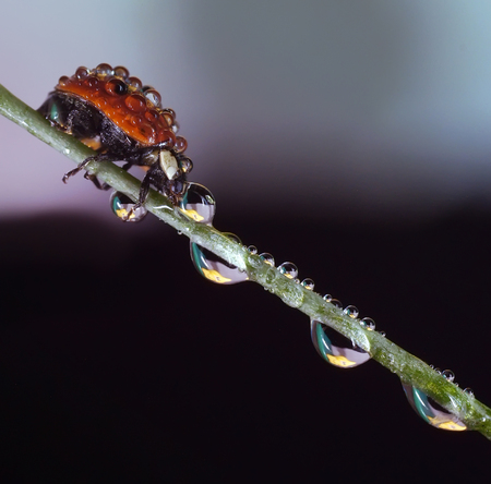 ladybugの写真素材