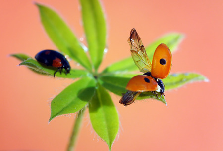 ladybugの写真素材