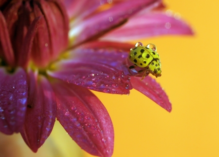 ladybugの写真素材