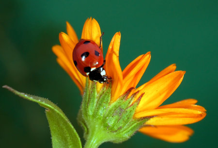 The image of a ladybug sitting on a grass