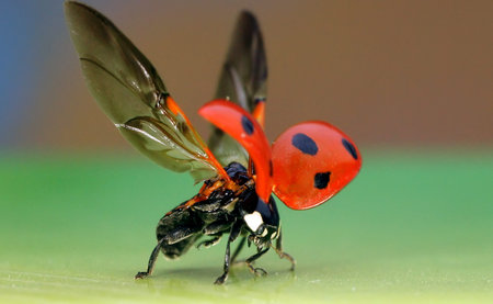 The image of a ladybug sitting on a grassの写真素材