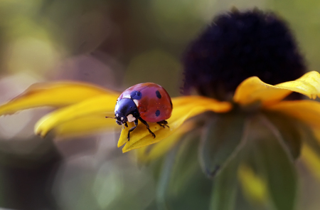 ladybug on flowersの写真素材