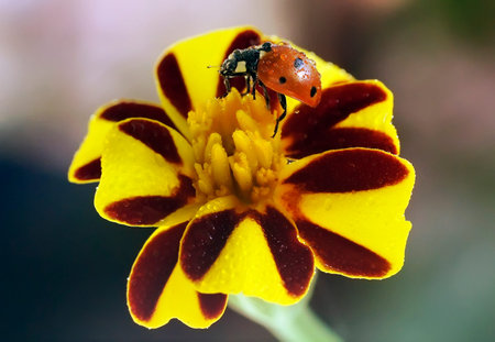 ladybug on flowers