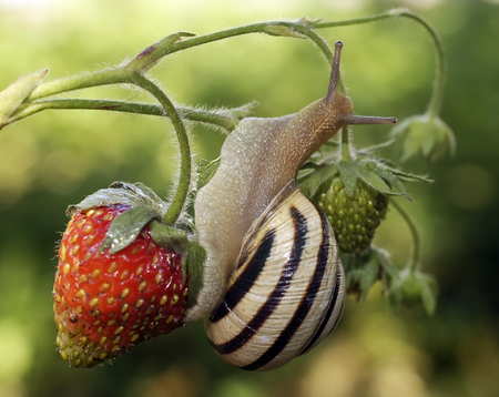 The snail creeps on strawberryの写真素材