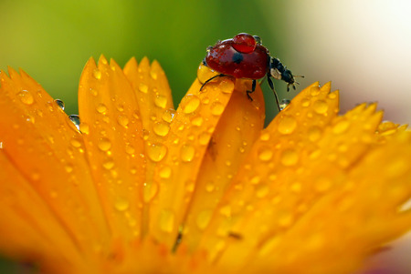 Ladybug in dewdropsの写真素材