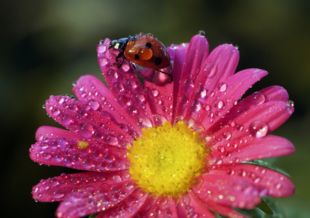 The ladybug in dewdrops sits on flowersの写真素材