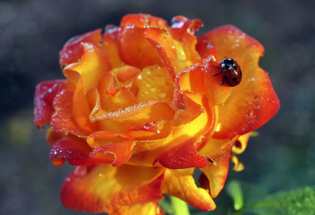 The ladybug in dewdrops sits on flowersの写真素材