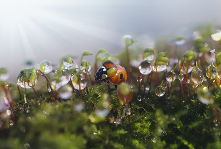 Ladybug in dewdrops on a beautiful backgroundの写真素材