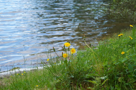 a field of yellow dandelions in the green grass disappearsの写真素材
