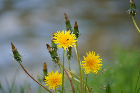 a field of yellow dandelions in the green grass disappearsの写真素材