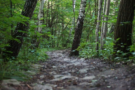 the path of the stone in the fairy forest in Polenovo leads to the Holy source