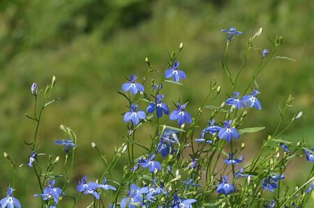 small and colorful flowers lobelia incredible beauty summerの写真素材