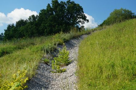 young birches grew along the path of small pebbles on a steep cliff, the beauty of Russian nature in Polenovo, Tula regionの写真素材