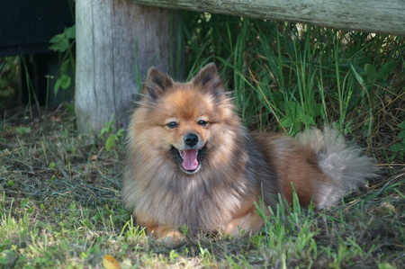 The German Spitz lies and has a rest in the summer and sadの写真素材
